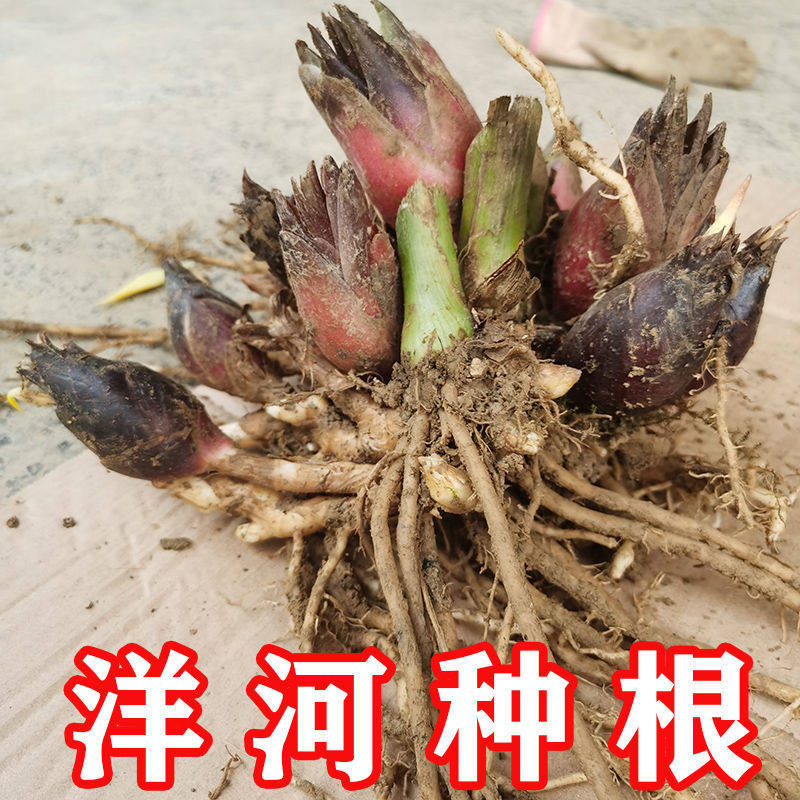 阳荷姜种笋洋火姜苗洋河种子恩施野生新鲜阳霍笋农家现挖阳荷种根