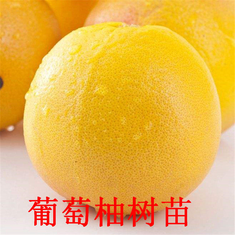 台州发货葡萄柚树苗 西柚树苗 嫁接甜葡萄柚树