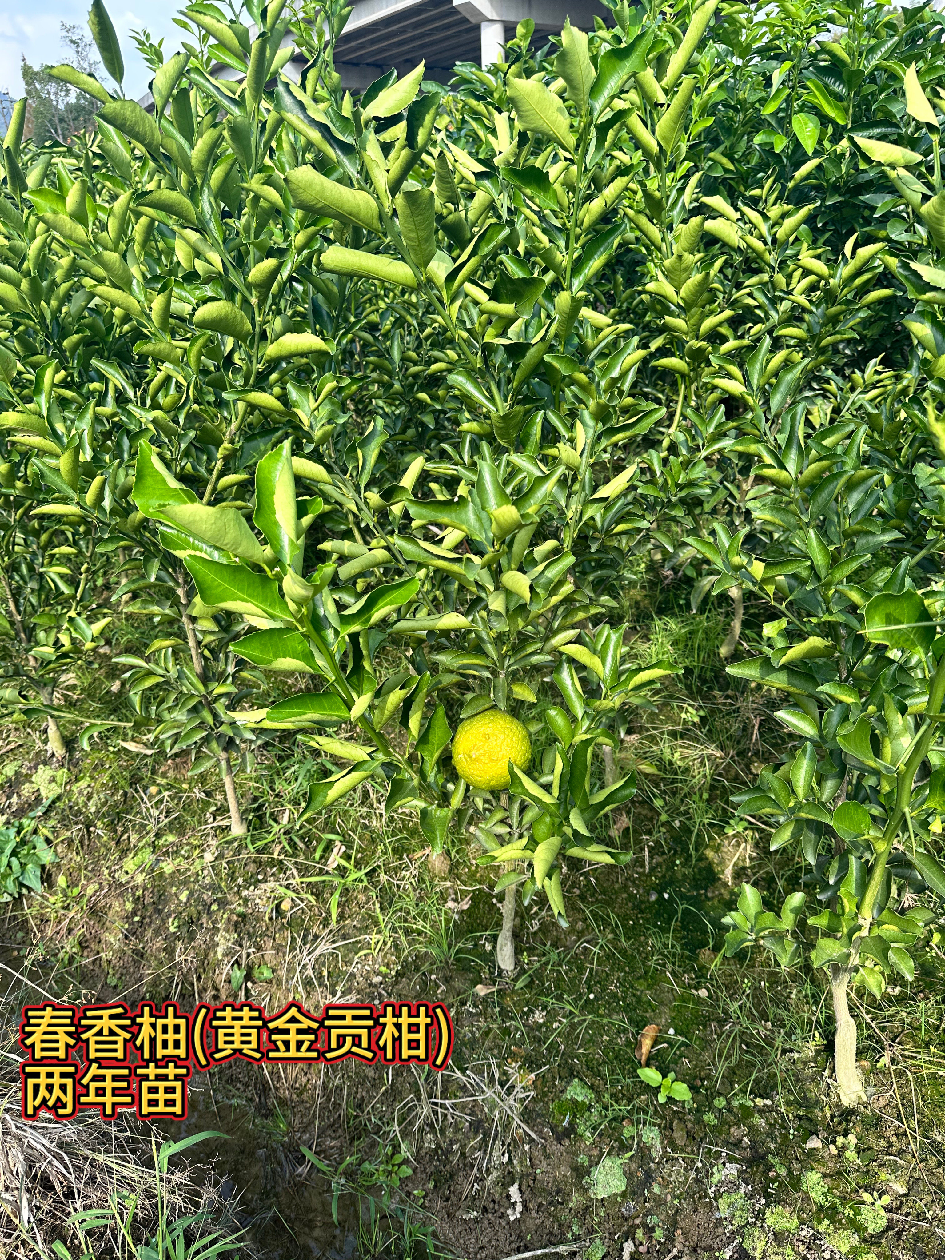 正宗嫁接春香柚黄金贡柚