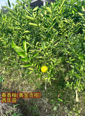 正宗嫁接春香柚黄金贡柚