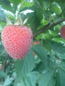 蔷薇科五叶七裂覆盆子 大号角公苗 大果红树莓 药用掌叶覆盆子