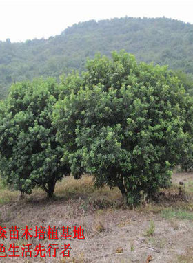 直销4-10cm荸荠种黑炭杨梅树苗 大树纯品种果树苗 南方种植嫁接苗
