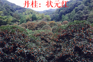 精品1-5公分地径丹桂花树苗/精品丹桂树/状元红大桂花树