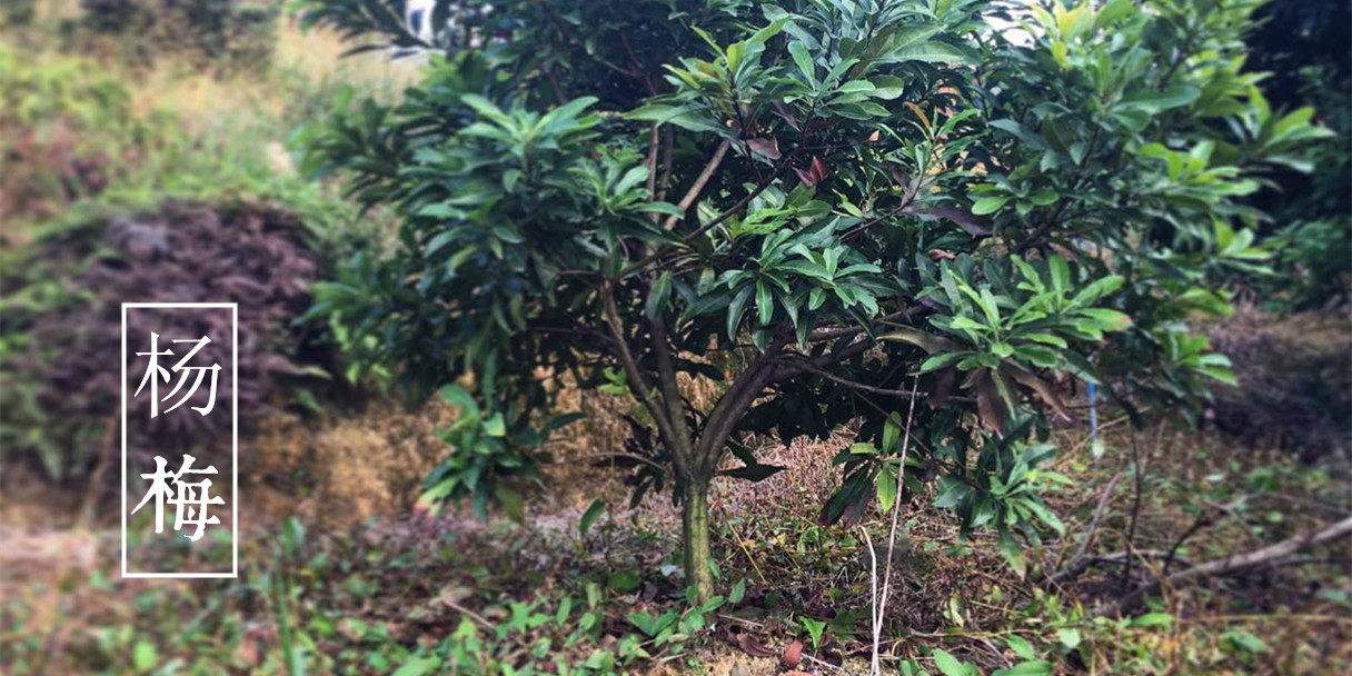 带土球田栽东魁杨梅苗 嫁接苗 东魁杨梅树苗 仙居杨梅苗 现挖现发