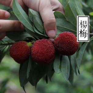 田栽黑炭杨梅苗 嫁接苗 黑炭杨梅树苗 荸荠种黑炭苗 南方种植