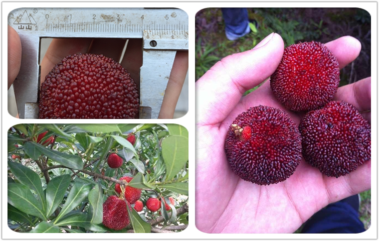 4-10公分嫁接东魁杨梅树苗大树 纯品种保质量 仙居杨梅树苗