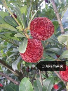嫁接黑炭荸荠种杨梅苗 东魁杨梅树苗 仙居杨梅