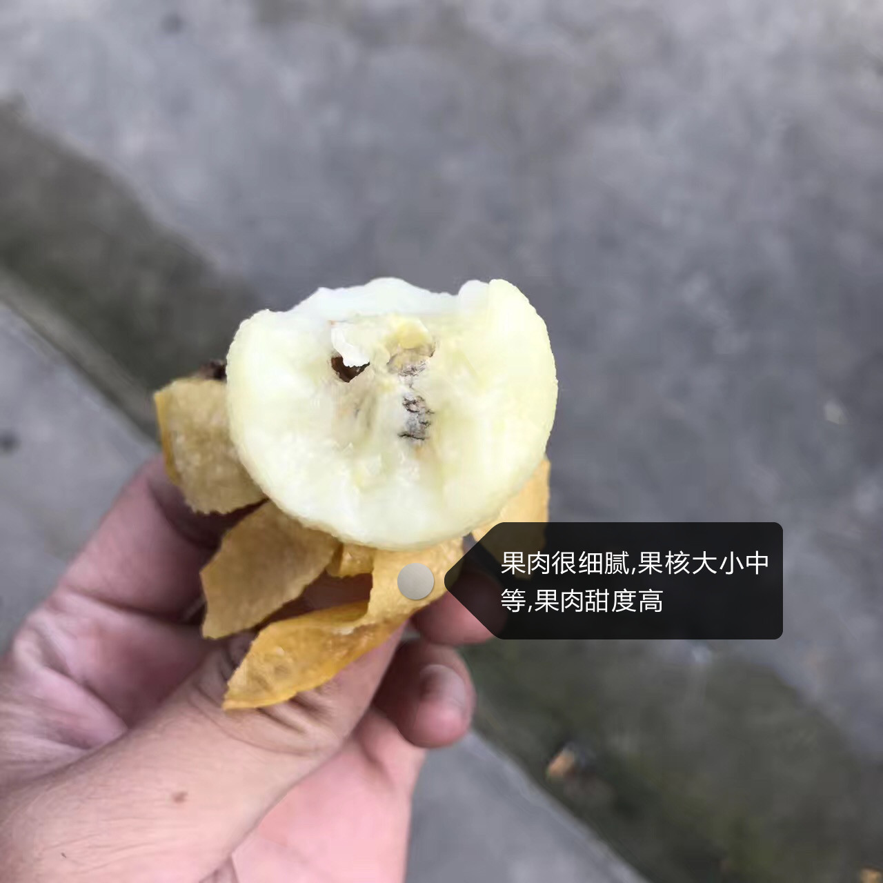 嫁接大枇杷树白玉枇杷
