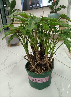 多杆龙鳞小天使