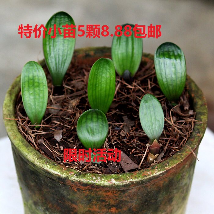 特价长春君子兰小苗花苗一叶苗油匠和尚彩兰苗东北技师大桥短叶绿