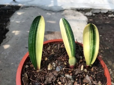 一线天鸳鸯福伦金宽叶绿植包邮
