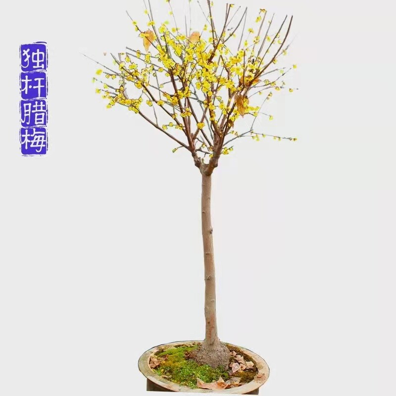 腊梅花树苗原生地栽庭院浓香花卉
