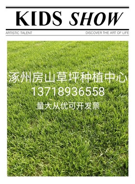 草坪基地涿州房山草皮种植基地承接园林绿化工程带土草皮种植基地
