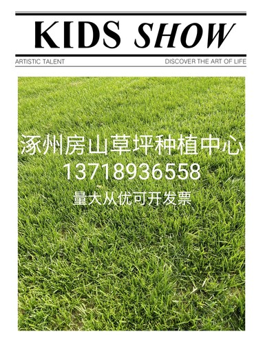 北京河北天津草坪草皮种植基地混播草高羊毛早熟禾带土草皮基地