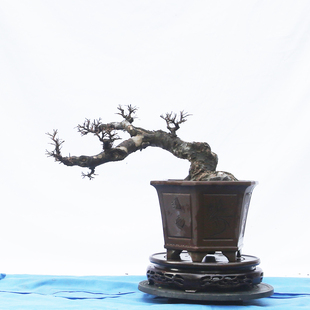 一物新款上市优质甩卖一拍中型临水式精品盆景榔榆老桩怪桩盆景