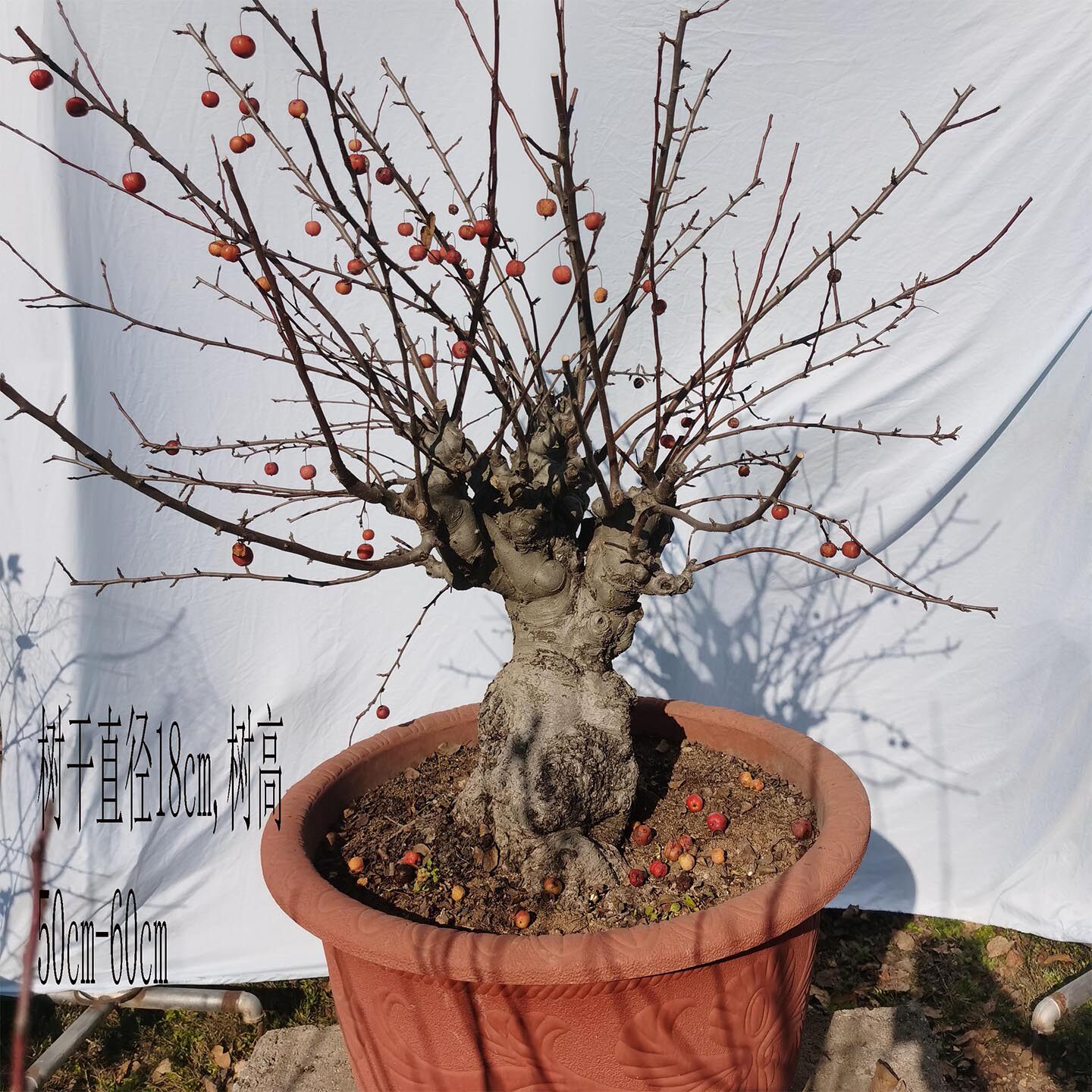 {一物一拍}大型矮霸冬红果老桩、精品高档盆景素材