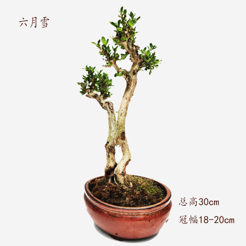 【一物一拍】双干小型精品盆景，六月雪老桩，盆龄10年。