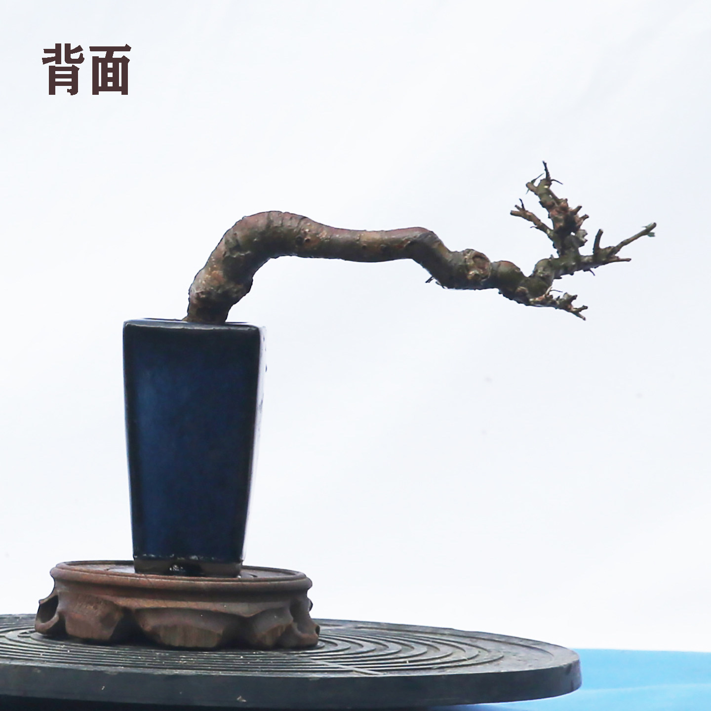 一物一拍，微型盆景，榆树老桩，新店超低价出售。树干奇特。