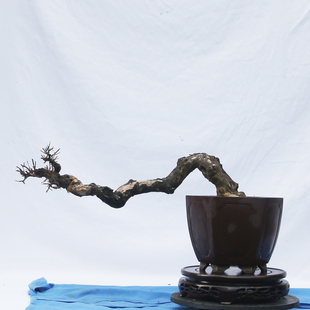 【一物一拍】中型盆景黄荆老桩高档文人树盆景适合庭院客厅