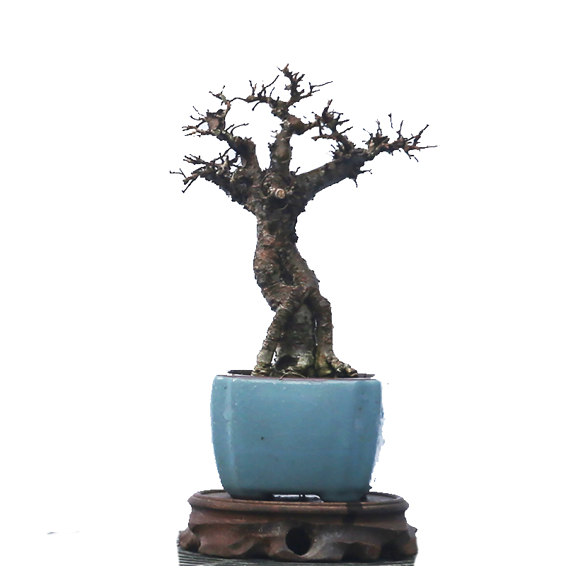 微型盆景，小叶榔榆老桩