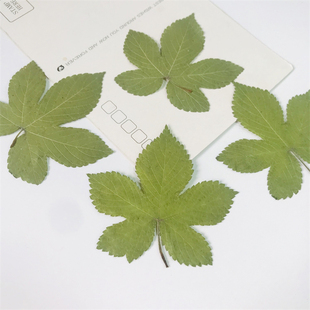 干树叶葎草干叶贴画幼儿园亲子手工材料干花植物标本装饰画框押花