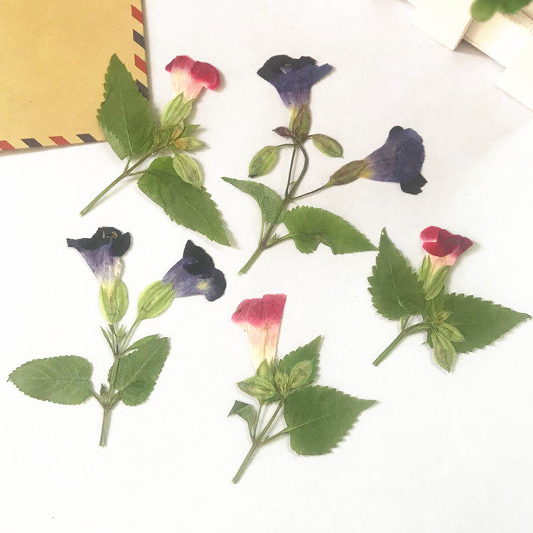 夏瑾侧枝 永生花滴胶手机壳 diy手工贴画 押花画框干花书签压花