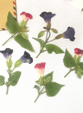 夏瑾侧枝 永生花滴胶手机壳幼儿园diy手工贴画框干花书签压花贺卡