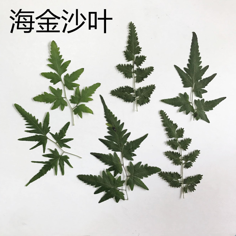 海金沙 植物幼儿园手工贴画diy装饰画框干花贺卡书签押花花卉相框图片