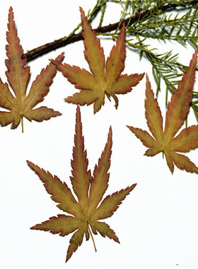枫叶diy干花材料植物标本真花