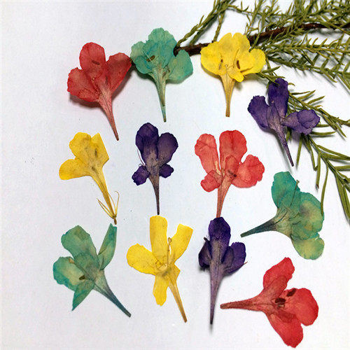 六倍利 押花压花花材diy手工材料滴胶干花植物教学标本天然真花,家居饰品,干花/花瓣/干花包/干树枝,淘宝优惠券,粉丝福利购,淘宝优惠卷