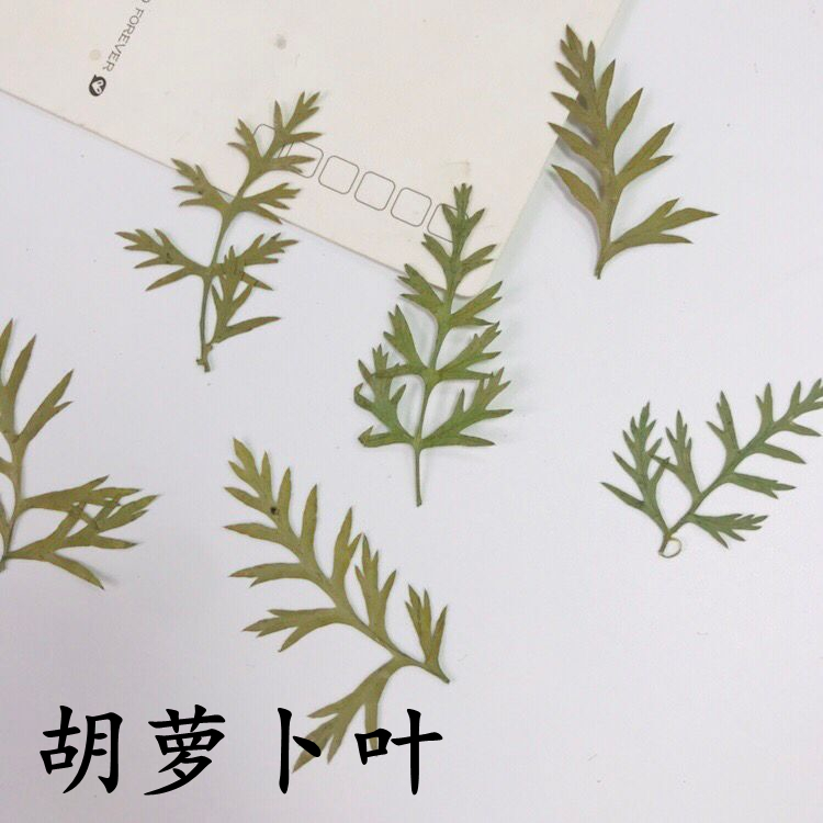 胡萝卜叶 干树叶幼儿园儿童手工贴画干花装饰画框押花相框diy饰品图片