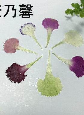押花画diy干花永生花香薰材料