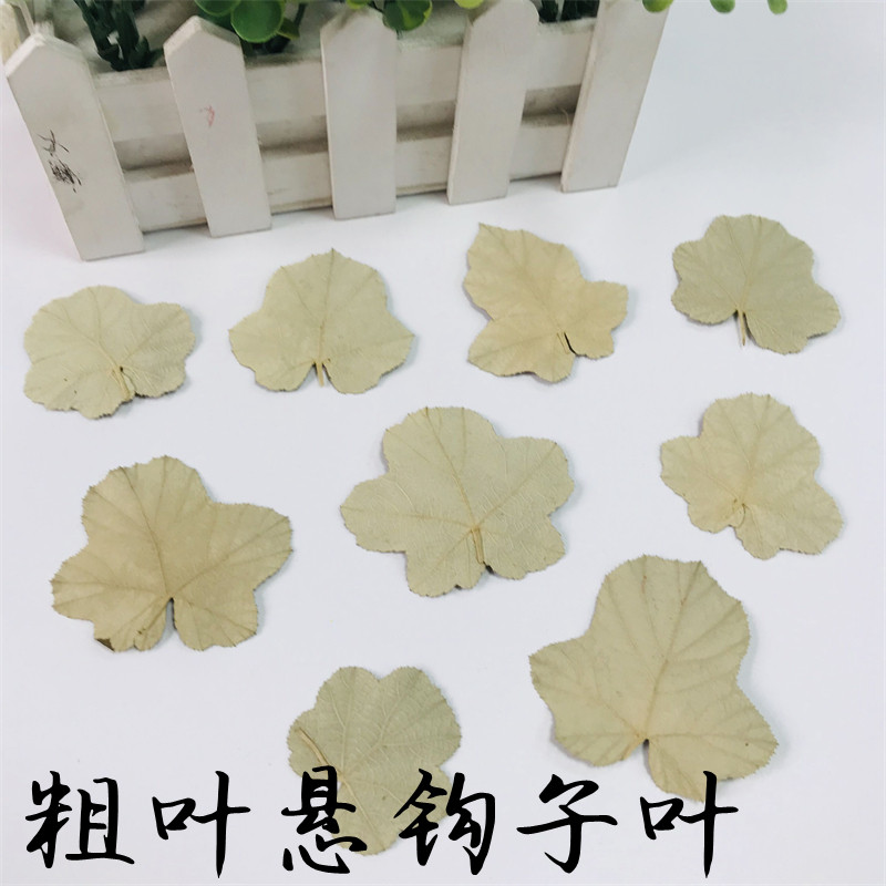 粗叶悬钩子 diy手工树叶贴画幼儿园亲子植物教学标本压花干花