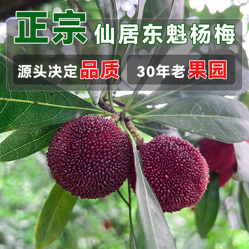 正宗仙居东魁杨梅｜乒乓球大果当季新鲜水果孕妇水果顺丰冷链