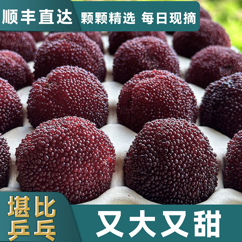 【特级】大棚东魁杨梅当季新鲜水果智能温控种植头茬鲜采顺丰冷链