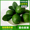 海南青柠檬绿檸檬新鲜水果小青柠皮薄多汁多省满件包邮坏果包赔