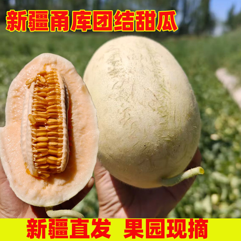 新疆库车甬库团结甜瓜
