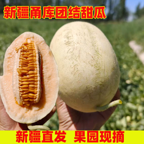 新疆库车甬库团结甜瓜