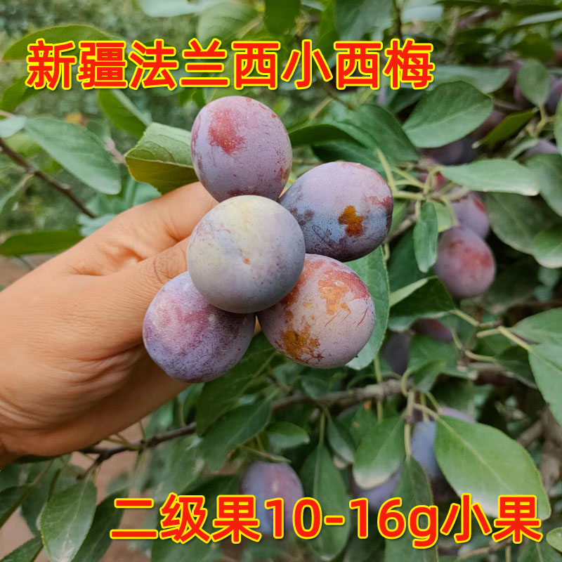 新疆法兰西小西梅鲜果西梅新疆