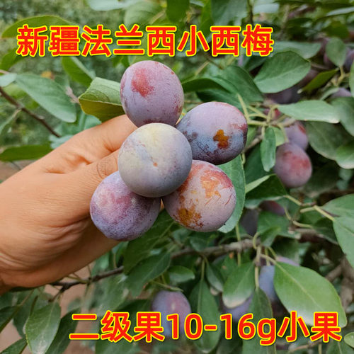 新疆法兰西小西梅鲜果西梅新疆
