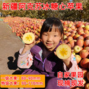 新疆阿克苏冰糖心苹果80 100mm光果一级大果9斤特大果现摘现发