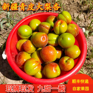 新疆阿克苏青皮大梨杏库车新鲜杏子非小白杏2斤自家果园现摘现发