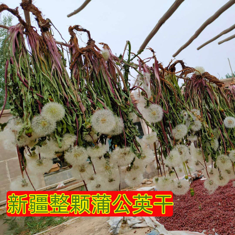 新疆野生干蒲公英整颗带根无加工蒲公英干 整株婆婆丁干500克包邮
