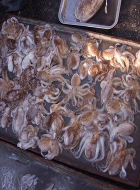 特莱州乌鱼子活章鱼乌贼王鲜活八爪鱼小墨鱼章鱼王野生鲜活海鲜