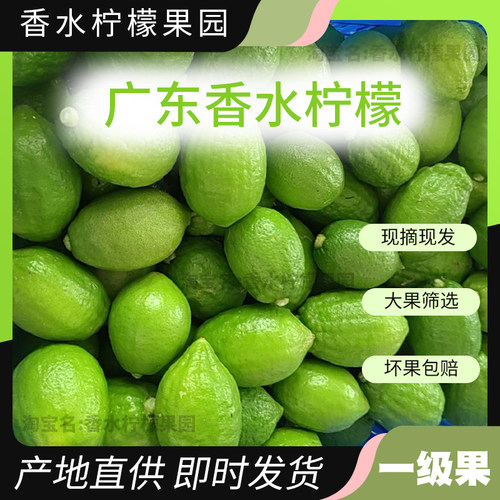 广东香水柠檬手打柠檬茶浓香型