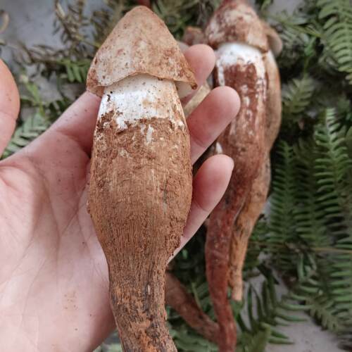 云南野生新鲜鸡枞，顺丰冷链包邮