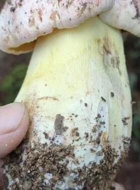 云南新鲜白葱菌 ，白葱牛肝菌   ，顺丰冷链发货