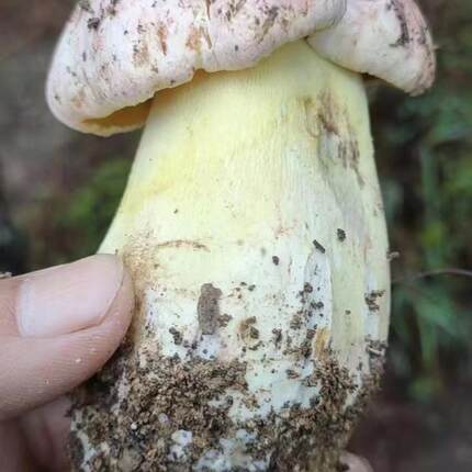 云南新鲜白葱菌 ，白葱牛肝菌   ，顺丰冷链发货