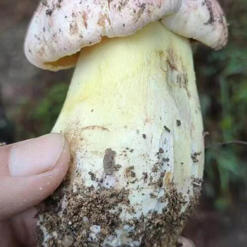 云南新鲜白葱菌 ，白葱牛肝菌   ，顺丰冷链发货