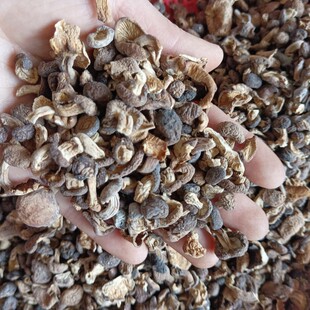 修剪过脚的野生迷你小香蕈200克一份